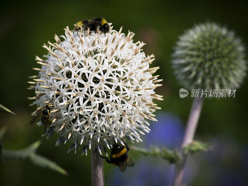 带蜜蜂的蓟花(Echinops bannaticus)